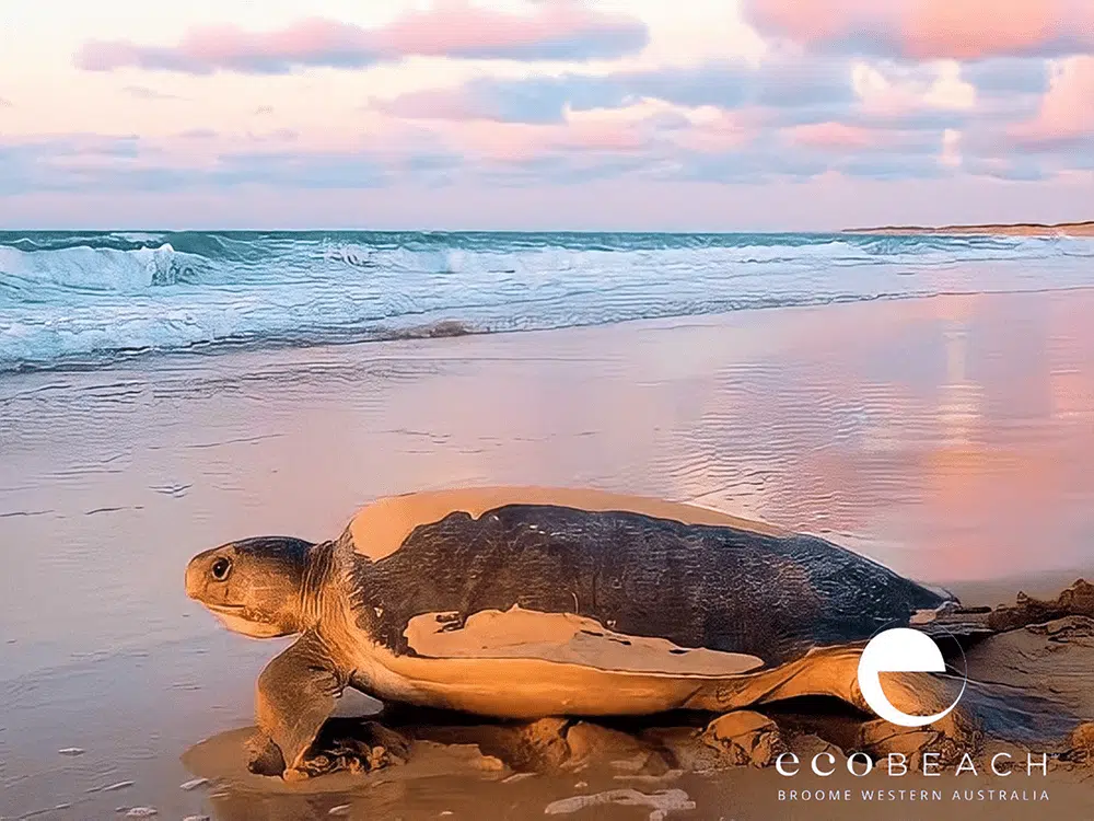 Broome Tours